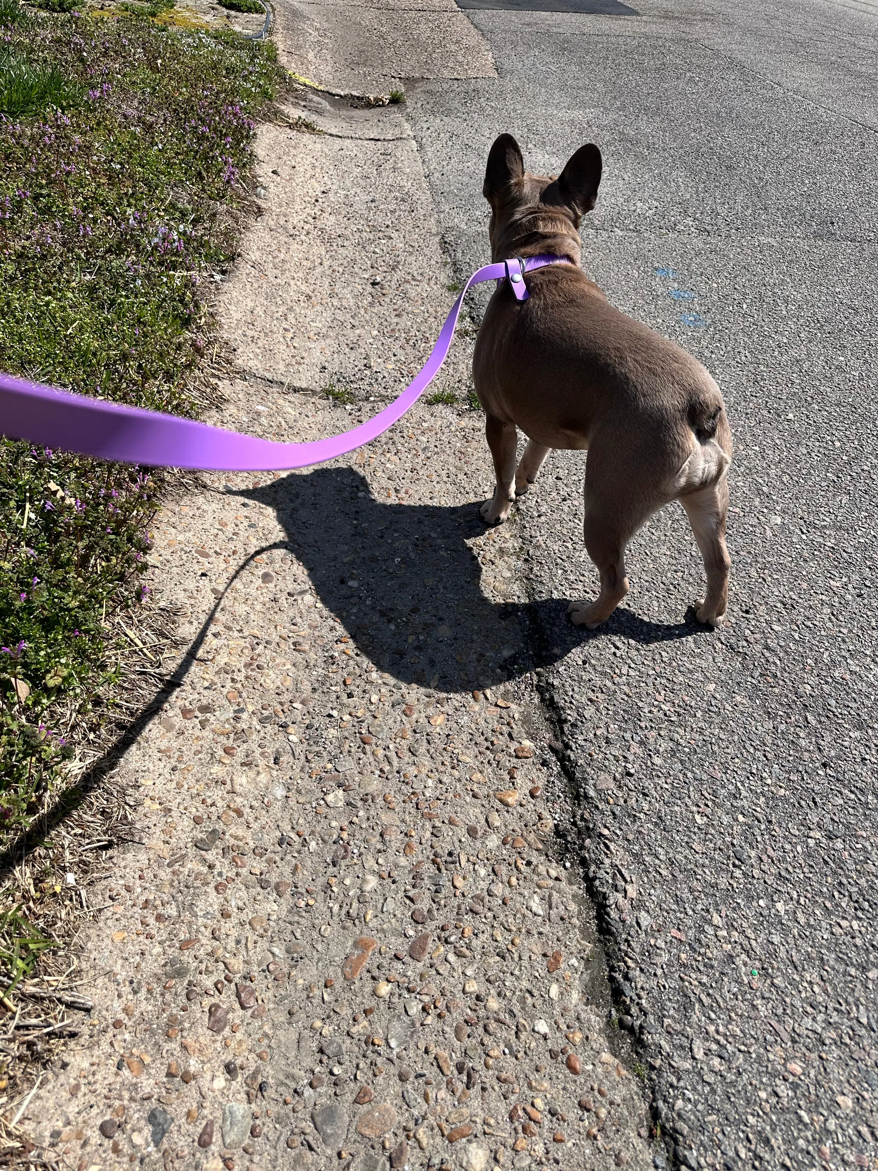 3/4 Inch Slip Leash
